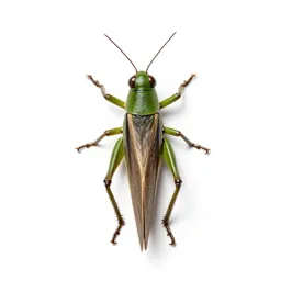 Katydid