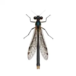 Lacewing