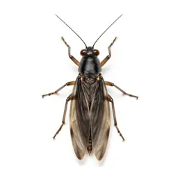 Lantern fly