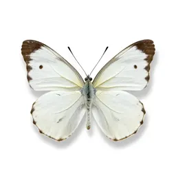 Large white