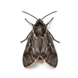 Lasiocampid