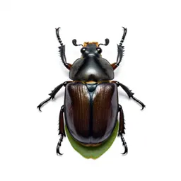 Leaf beetle