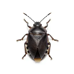 Leaf bug