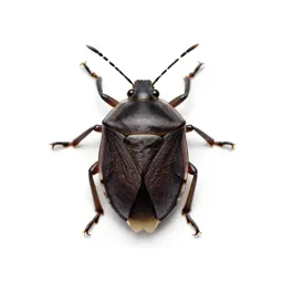 Leaf-footed bug