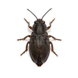 Leaf miner