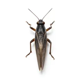 Leafhopper