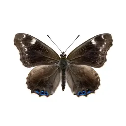 Lepidopterous insect