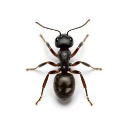 Little black ant