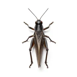 Locust