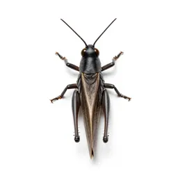 Long-horned grasshopper