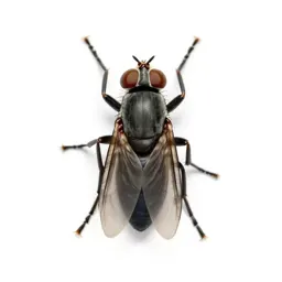 Louse fly