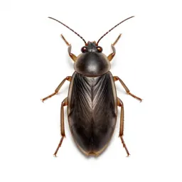 Louse