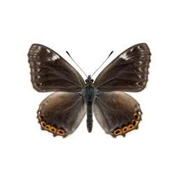Lycaenid
