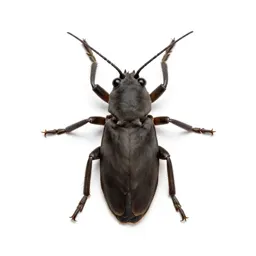 Lymantriid