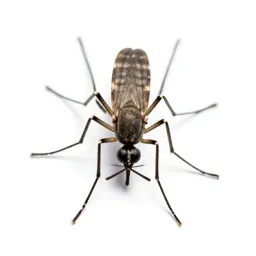 Malarial mosquito