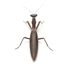 Mantis