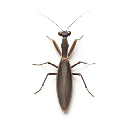 Mantispid