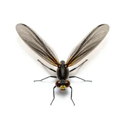 Mayfly