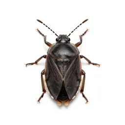 Meadow spittlebug