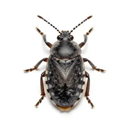Mealybug