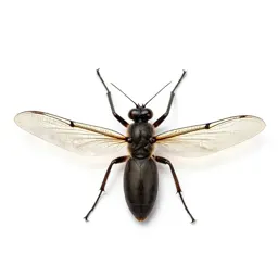 Mecopteran