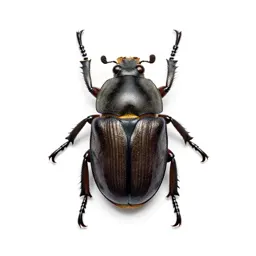 Melolonthid beetle