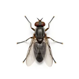 Midge