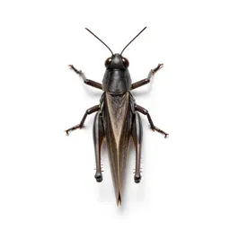 Migratory grasshopper