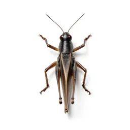 Migratory locust