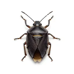 Mirid bug