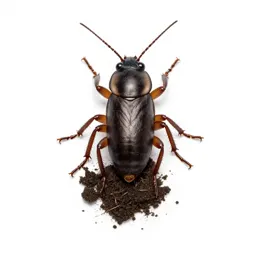 Mole cricket
