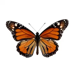 Monarch