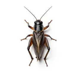 Mormon cricket
