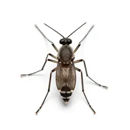 Mosquito