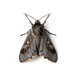 Moth miller
