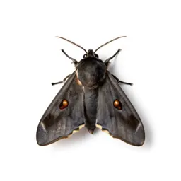 Moth