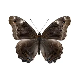 Mourning cloak
