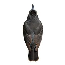 Mud dauber