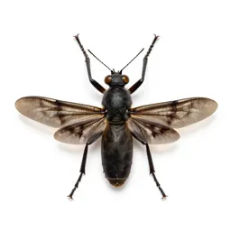 Neuropteron