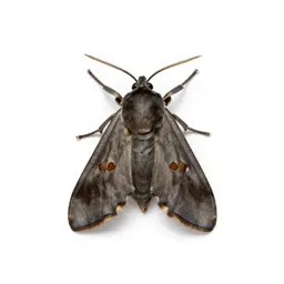 Noctuid moth