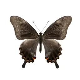 Nymphalid