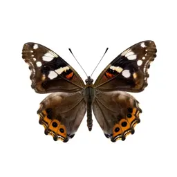 Painted beauty