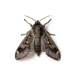 Pernyi moth