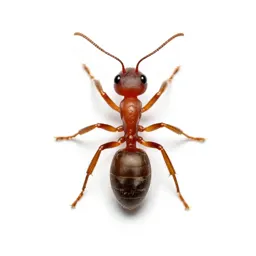 Pharaoh ant