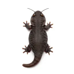 Phasmid