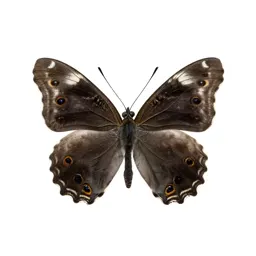Pierid