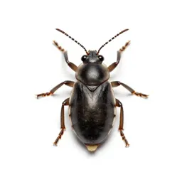 Pine leaf aphid