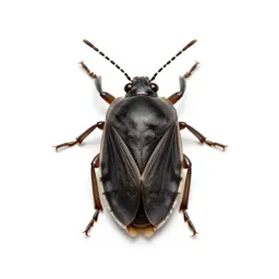 Pine spittlebug