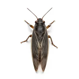Plant hopper