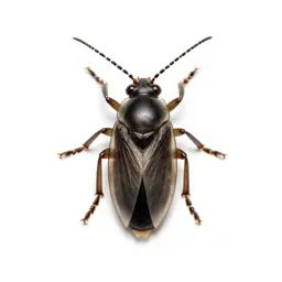 Plant louse